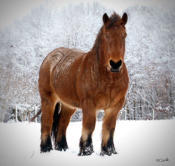 Ardennes Horse For Sale usa